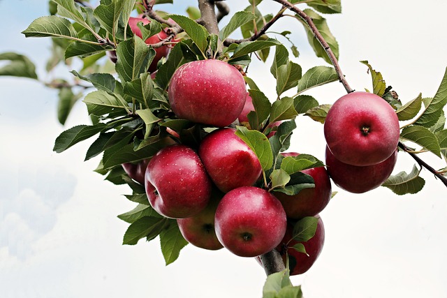 Jak uklidit spadaná jablka a mít čistý dvůr