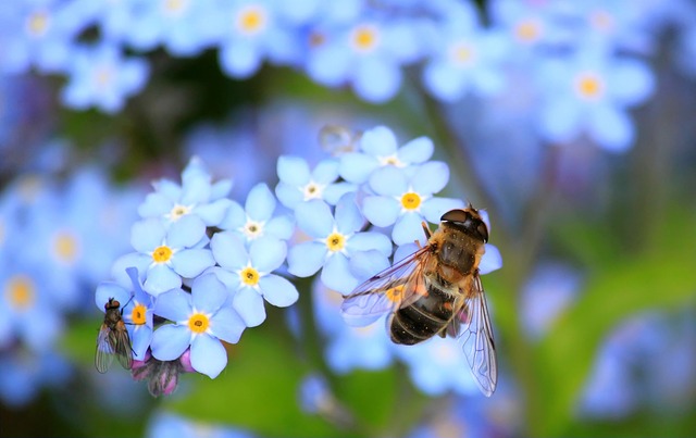 Jak dezinfikovat včelí úl: Zabezpečte své včely