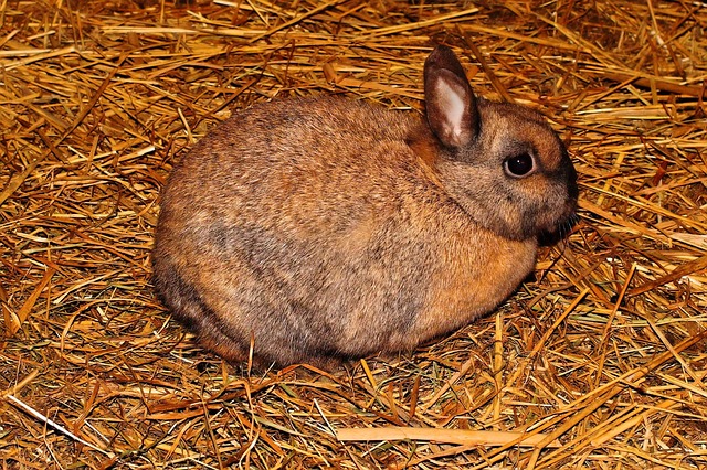 Jak dezinfikovat králíkárnu: Zdravá prostředí pro králíky