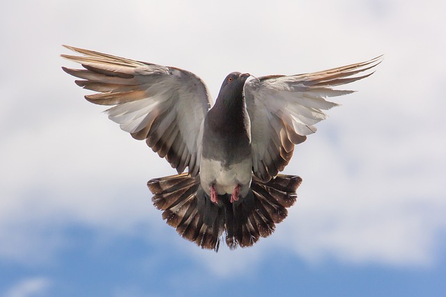 Jak čistit a dezinfikovat holubník: Zdravé prostředí pro holuby
