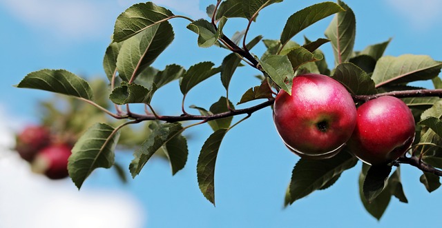 9. Jak vytvořit účinný plán péče o jabloně a minimalizovat pád jejich plodů