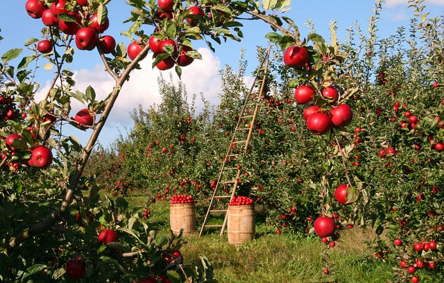 2. Jak správně sklidit spadaná jablka a minimalizovat jejich odpadání
