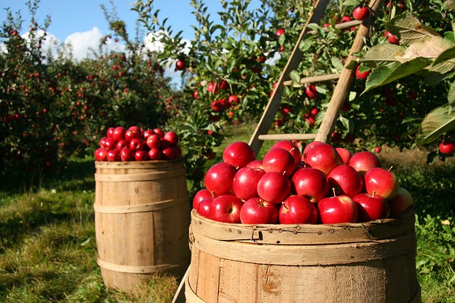 4. Jak zpracovat spadaná jablka a využít je na praktické účely