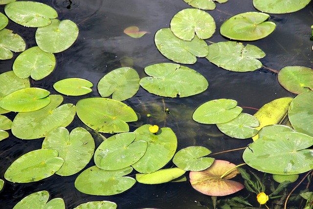 Jak dezinfikovat akvarijní rostliny bezpečně a účinně