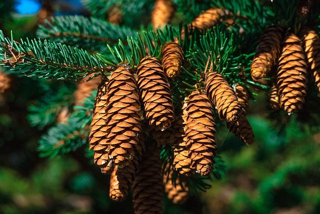 Jak se zbavit jehličí po úklidu vánočního stromku bez velkého úsilí