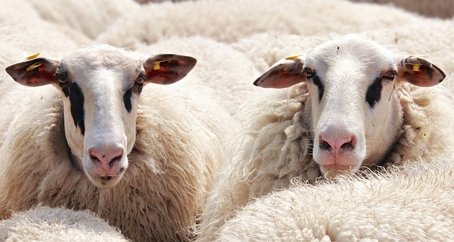 Jak vyprat deku z ovčí vlny: Proč je to důležité pro teplo a pohodlí
