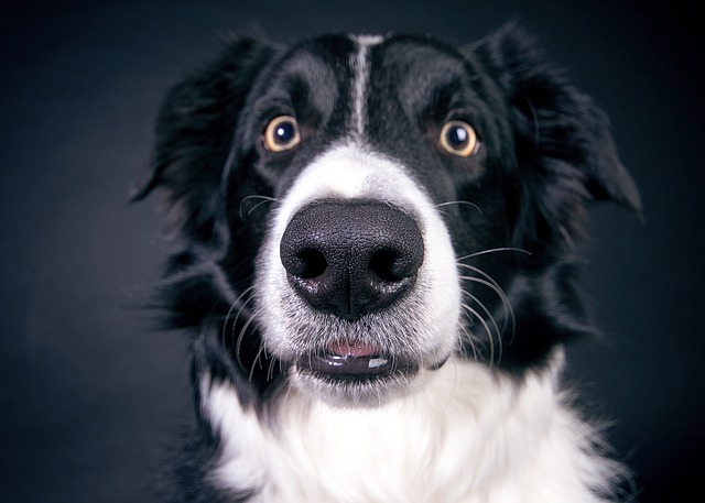 6. Jaké chyby se vyvarovat při úklidu psího moči a co byste měli vědět před začátkem čištění