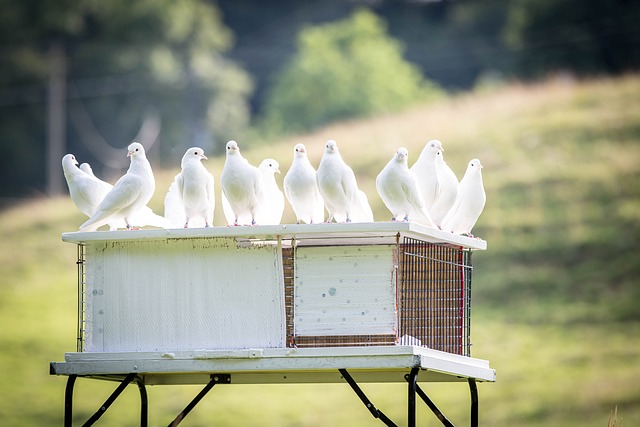 Jak vyčistit a dezinfikovat hnízdo holubníku správně a bezpečně