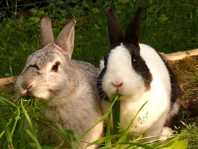 - Přírodní prostředky pro dezinfekci králíkárny