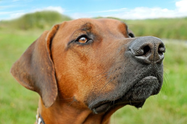9. Jak uklidit psí moč venku: Péče o veřejné prostranství a vztah k okolí