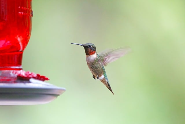 Čím dezinfikovat krmítko: Zdravá výživa pro ptáky