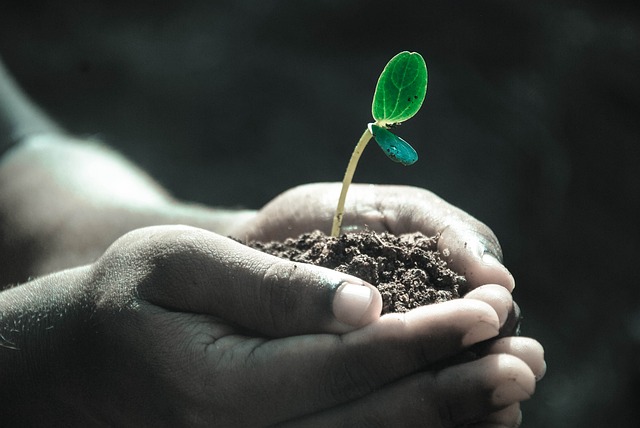 - Doporučení pro udržení zdravého prostředí pro růst rostlin
