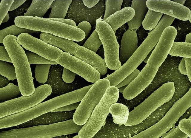 Šíření bakterií a plísní při nedostatečném úklidu