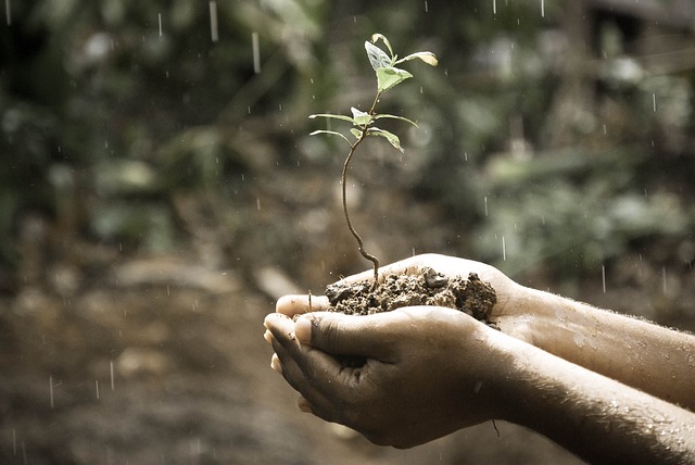 9. Sledování a údržba dezinfikované půdy: Důležité kroky pro udržení zdravého prostředí pro okurky a dosažení bohaté úrody