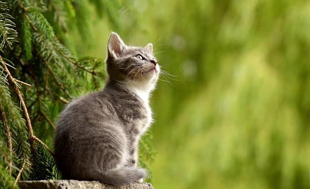 Čím vyčistit kočce oči: Zdravé oči pro vašeho mazlíčka